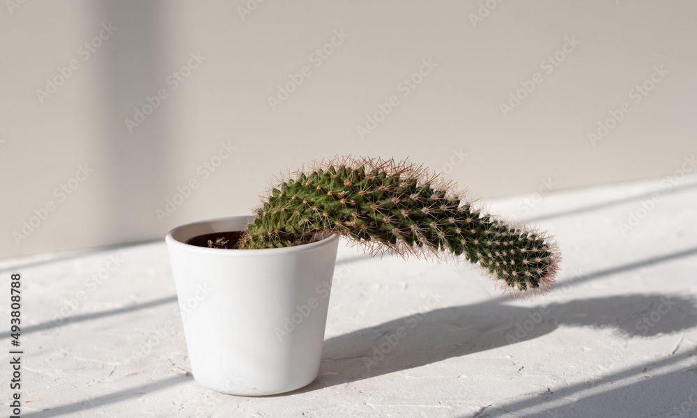 AdobeStock_493808788_Preview AdobeStock_493808788_Preview